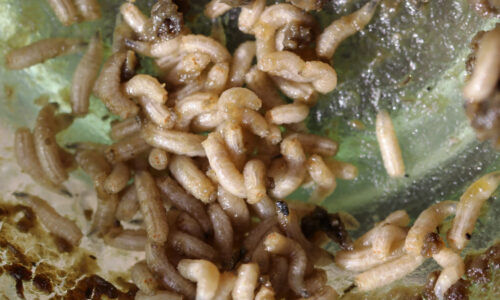 Tieto biele larvy nie sú potravinové mole. Okamžite sa pustite do práce. Rýchlo sa množia