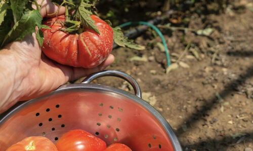 Starý ľudový recept sľubuje zvýšený rast a produktivitu paradajok. Táto rada funguje naozaj perfektne!
