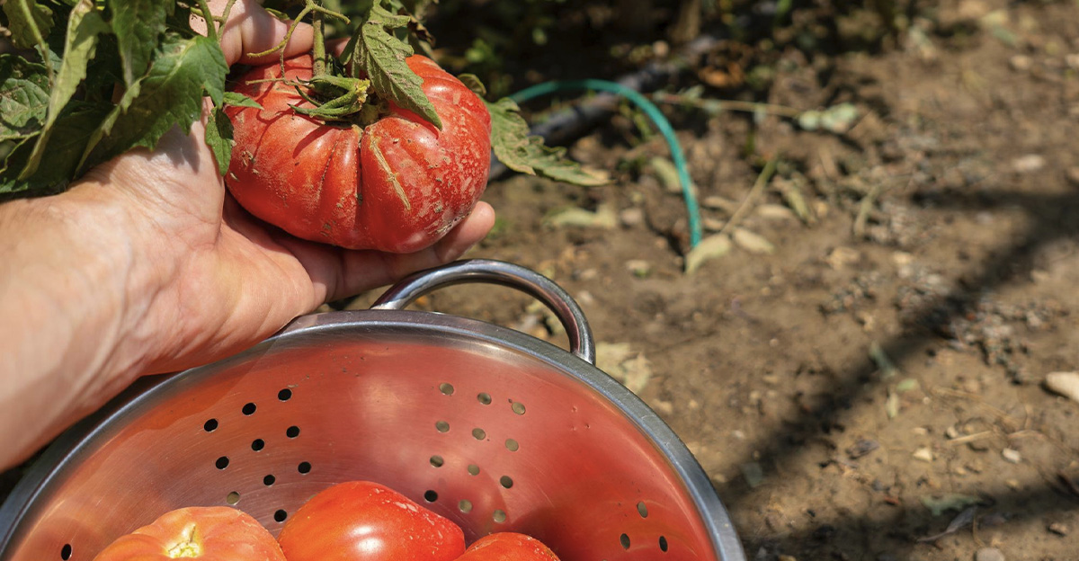 Starý ľudový recept sľubuje zvýšený rast a produktivitu paradajok. Táto rada funguje naozaj perfektne!