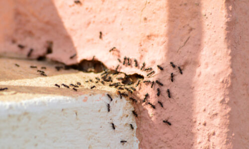 V záhrade sú tony mravcov. Konečne mám metódu, ktorá funguje