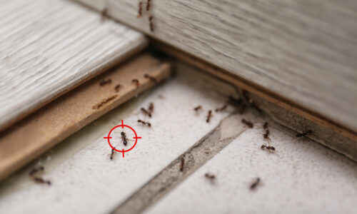 Ako sa zbaviť mravcov z vášho domova? Stačí pár kvapiek tohto produktu a hmyz v panike utečie