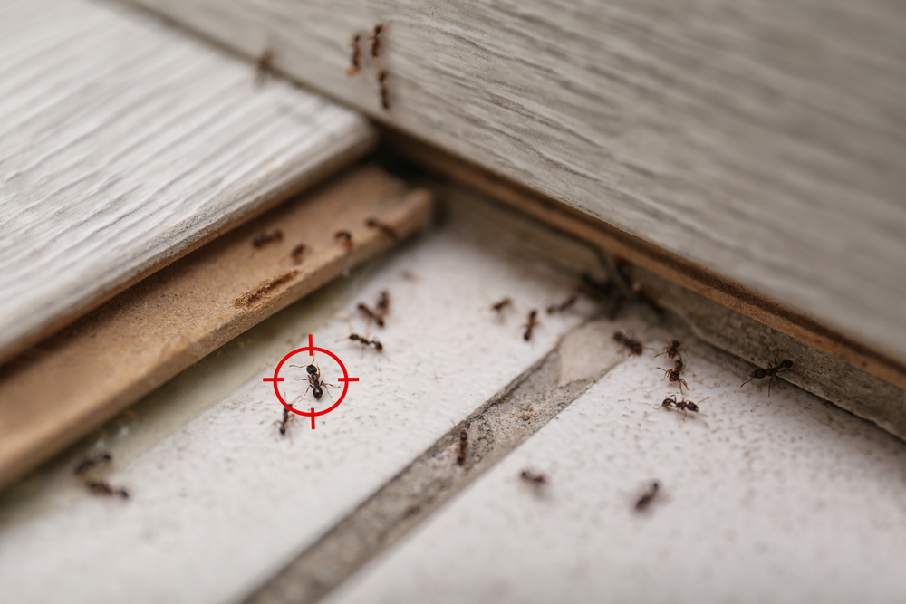 Ako sa zbaviť mravcov z vášho domova? Stačí pár kvapiek tohto produktu a hmyz v panike utečie