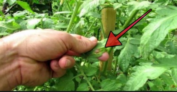 Toto je už asi 100-krát odskúšaný trik, ako sa zbaviť slimákov na záhradke! Zachránite tak Vašu úrodu!