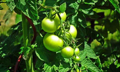 Prečo paradajky nedozrievajú? Zmiešajte 100 g s vodou. Farbu zmenia raz-dva