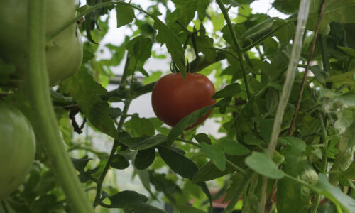 Tento trik poznali len naši starí rodičia! Ako dosiahnem, aby moje paradajky rýchlejšie dozreli a mali krásne červené plody?