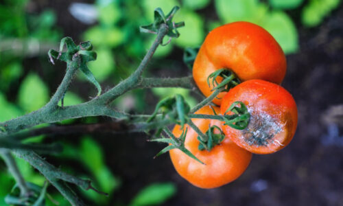 Ako bojovať proti sivej plesni? Pridajte do vody a postriekajte paradajky. Ochráni to vašu úrodu
