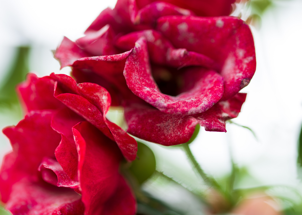 Vyzerajú vaše ruže ako poprášené múkou? Potrebujú domáci postrek