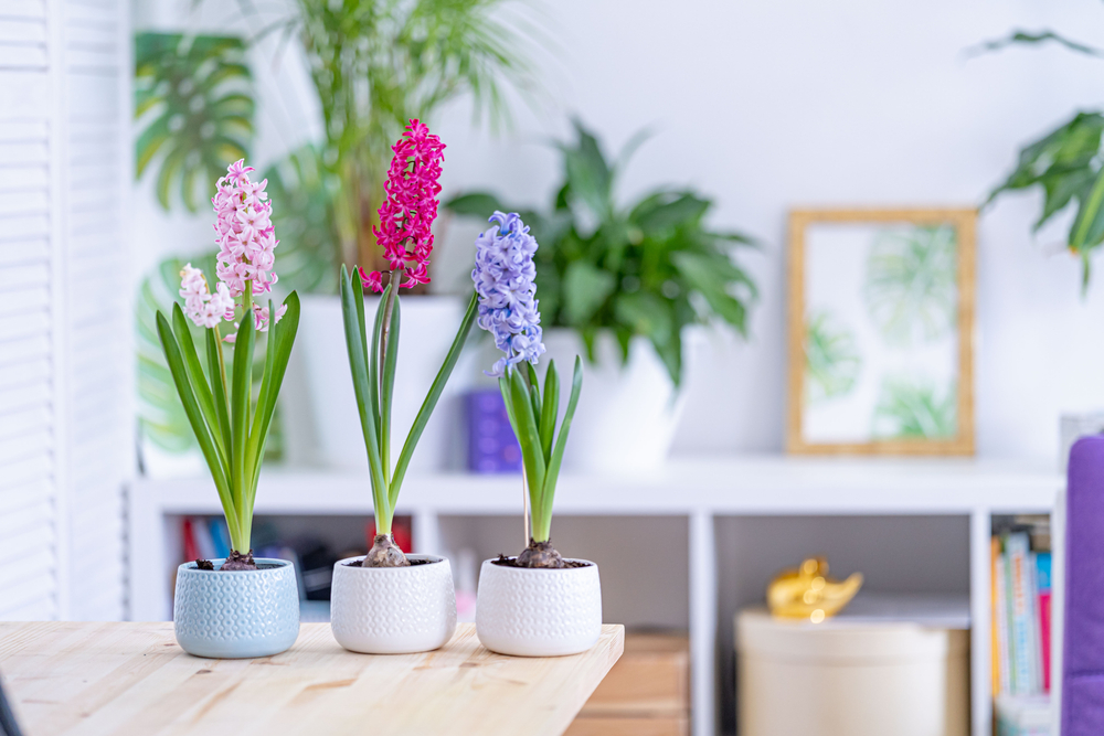 Načo potrebujete difuzér a vonnú sviečku? S týmito rastlinami bude váš domov voňať lepšie ako v kvetinárstve