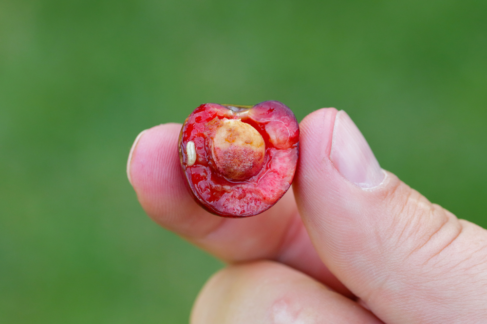 Ako sa zbaviť červov z čerešní? Urobte to a nepozvaní hostia rýchlo uniknú