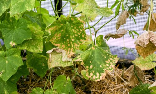Záhradníci poznajú príčiny žltnutia listov uhoriek. Zachraňujú ich prípravkom z lekárne