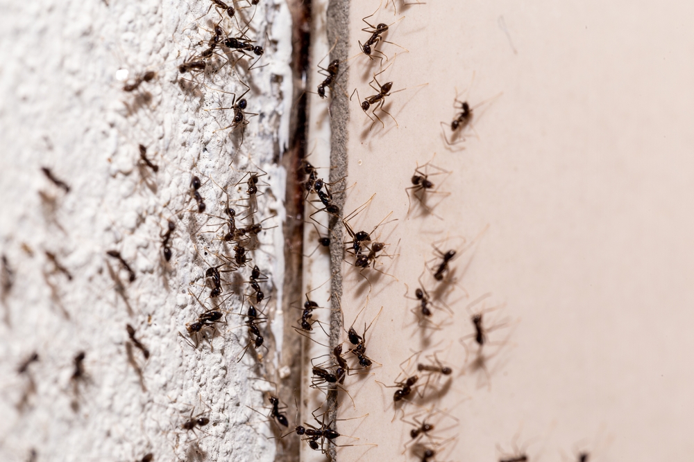 Rozložte ju pred domom. Mravce a škodcovia sa mu budú vyhýbať veľkým oblúkom