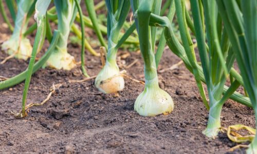 Čo pestovať po cesnaku a cibuli? Dôležité termíny zberu