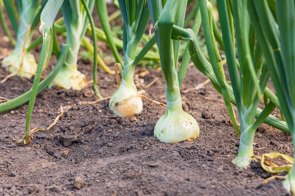 Čo pestovať po cesnaku a cibuli? Dôležité termíny zberu