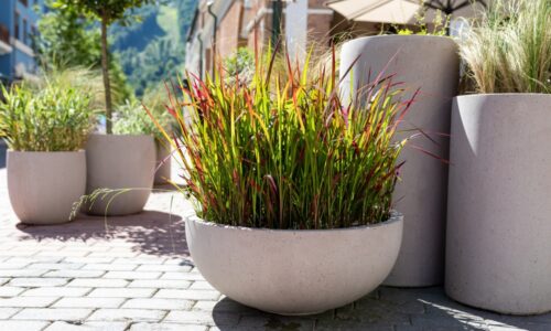 Okrasné trávy na balkóne – ktoré druhy je najlepšie vysadiť?