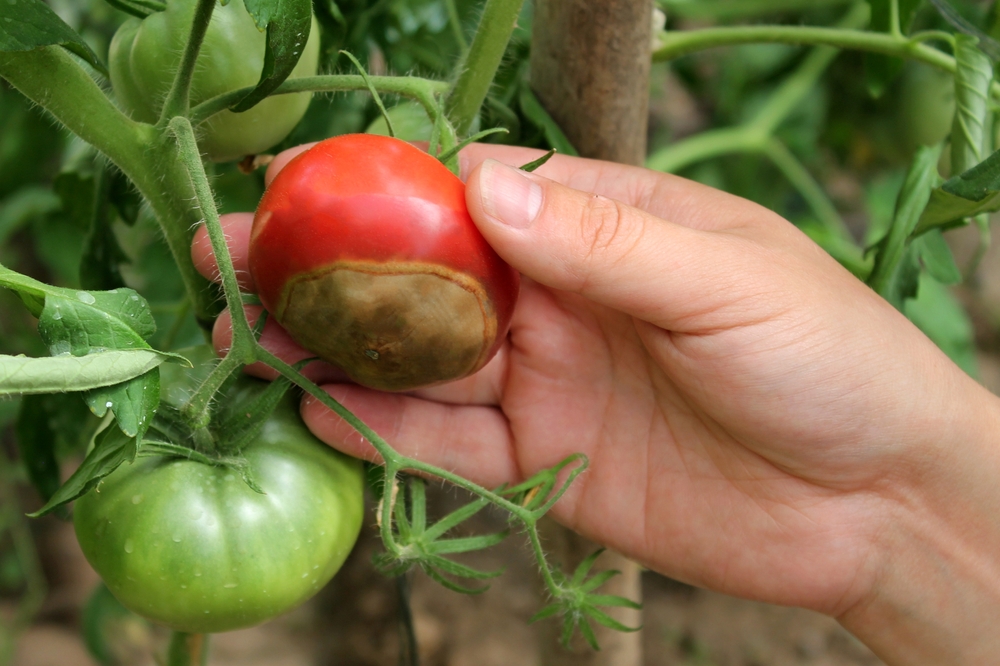 Rozdrvte, zalejte vodou a postriekajte paradajky. Tým ich ochránite pred plesňou. V opačnom prípade všetky zvädnú