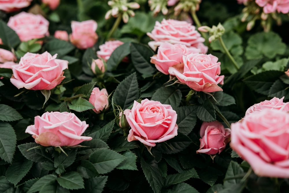 Urobte to a vaše ružové kríky budú mať plno kvetov. Všetko, čo potrebujete, je lacný univerzálny prípravok