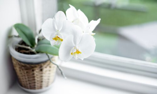 Kávová usadenina pre orchidey. Odborníci varujú, že môžete zničiť rastlinu