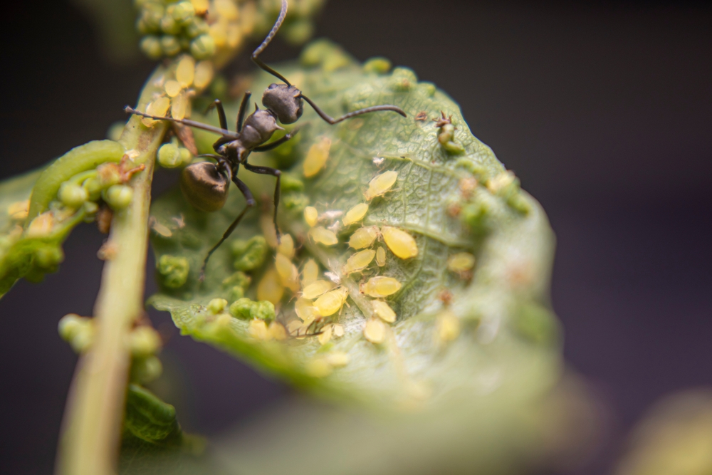 Prírodný spôsob boja proti voškám a mravcom. Posypte záhradu týmto prípravkom a zbavte sa tohto ničivého dua