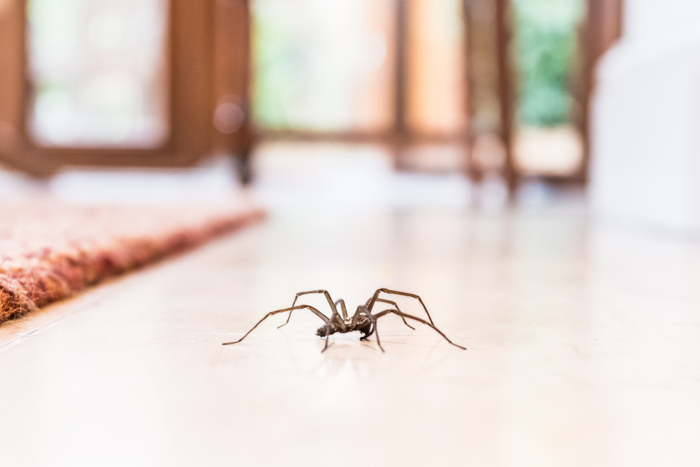 Takto zistíte, či sa vo vašom dome pohybujú pavúci. Mnoho ľudí tieto príznaky ignoruje