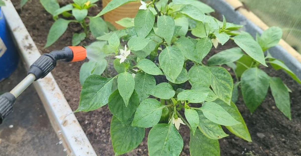 V júni v období kvitnutia nesmiem zabudnúť pripraviť postrek pre moje papriky a uhorky. Zvyšujem tak výnos každej rastliny