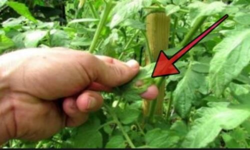 Toto je 100-krát odskúšaný trik, ako sa účinne zbaviť slimákov na záhradke! Takto jednoducho zachránite vašu úrodu!