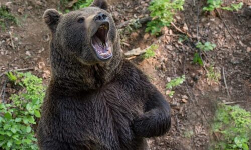 Envirorezort eviduje od začiatku roka 15 útokov  medveďa na človeka