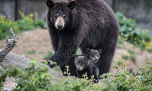 Boj o život: Na Američanku útočila 30 minut agresivní medvědice. Jak se dokázala zachránit?