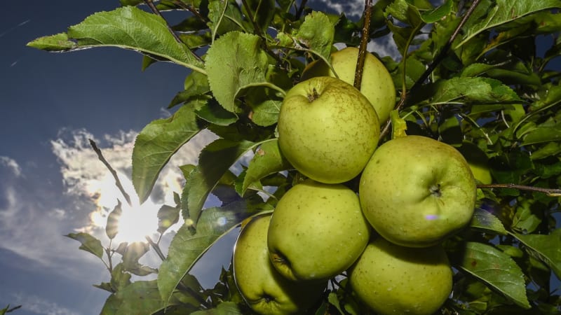 Cena jablek vystřelí nad 40 korun za kilo, tvrdí agrární analytik. Češi si za ovoce připlatí