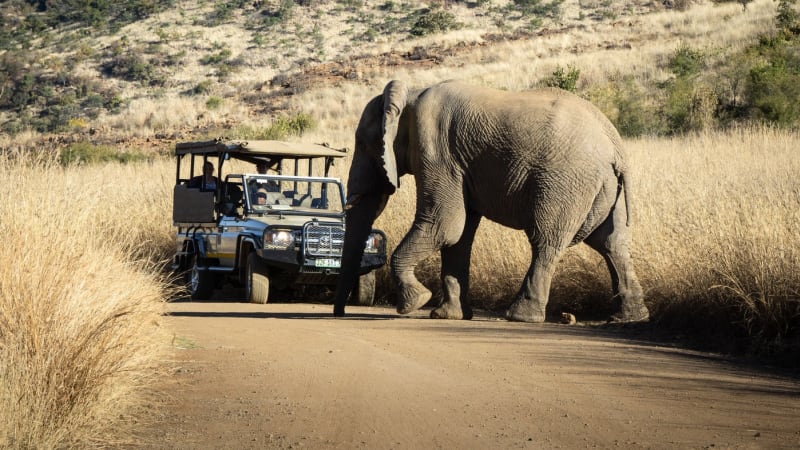 Sloni ušlapali turistu v jihoafrické rezervaci před zraky přítelkyně. Chtěl si pořídit fotky