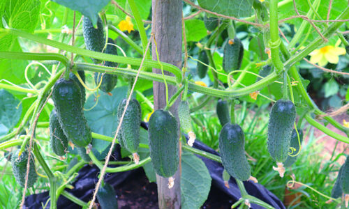 Je čas naučiť sa, ako urýchliť rast uhoriek: Tipy, ktoré by mal poznať každý správny záhradkár