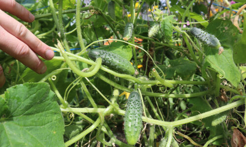 Prestali vám plodiť uhorky? Toto je posledná šanca, ako tento rok dosiahnuť bohatú úrodu!