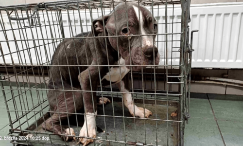 Případ týraného psa z Uherského Hradiště: Majiteli hrozí léta vězení, pes je v nové rodině