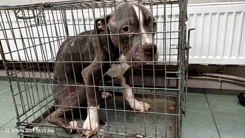 Případ týraného psa z Uherského Hradiště: Majiteli hrozí léta vězení, pes je v nové rodině