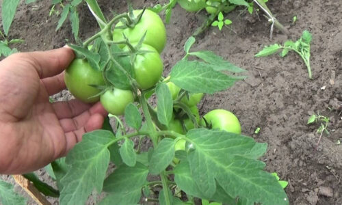 Potrebujú aj v JÚLI paradajky našu starostlivosť? Nenechajte sa zaskočiť a pripravte svoje kríčky na dobrú úrodu