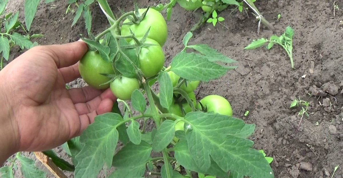 Potrebujú aj v JÚLI paradajky našu starostlivosť? Nenechajte sa zaskočiť a pripravte svoje kríčky na dobrú úrodu