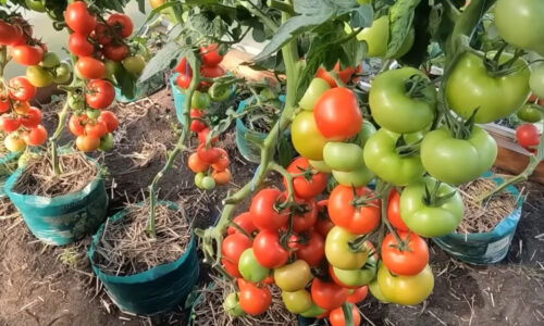 Na začiatku júla sa pripravujem na posledné hnojenie paradajok, aby som neskôr zbieral chutnú a veľkú úrodu
