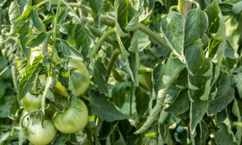 Listy paradajok sa krútia a vädnú? Záhradkár navrhuje, čo treba urobiť