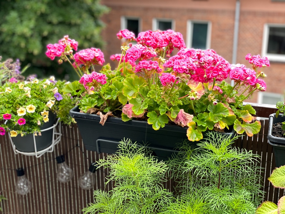 Nielen levanduľa. Tieto rastliny odplašia komáre z vášho balkóna