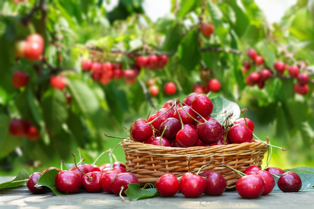 Toto chutné sezónne ovocie nám môže uškodiť. Pred ich konzumáciou si to radšej dvakrát premyslite