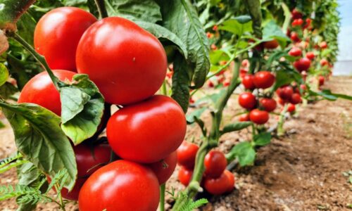 Vďaka tomu budú vaše paradajky zdravé, veľké a krvavo červené. Stačia 3 čajové lyžičky prípravku do vody