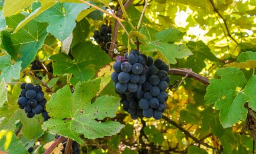Vinič bude prinášať šťavnaté a veľké plody. Stačí ju zalievať „energetickým kokteilom“
