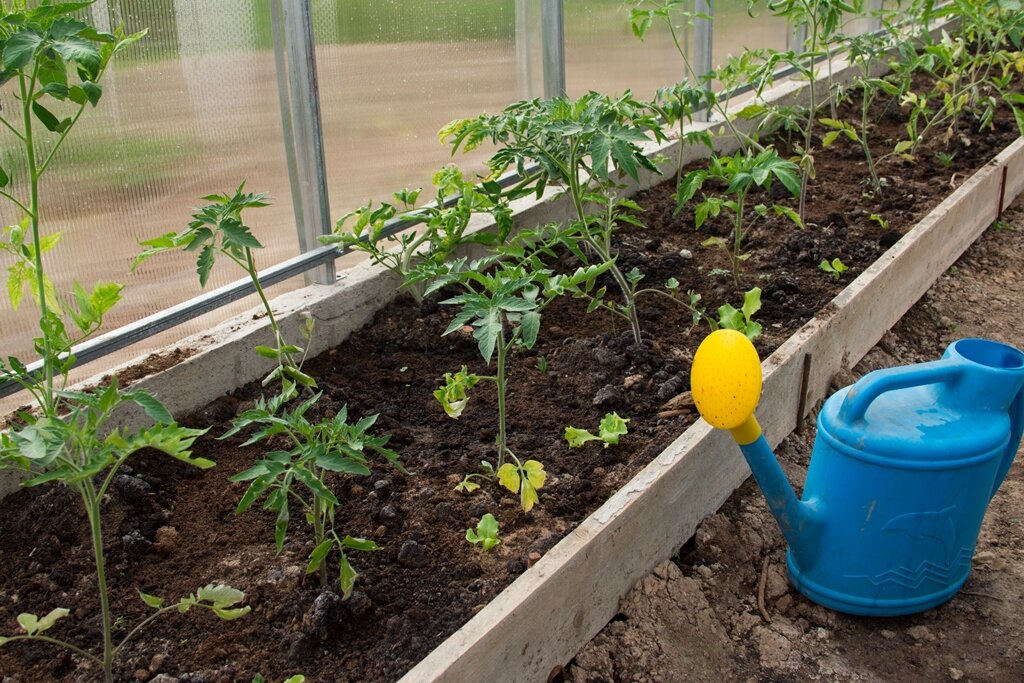 5 pravidiel, ktoré musí dodržiavať každý záhradník pri zalievaní paradajok. Dôležité sú hlavne tieto veci
