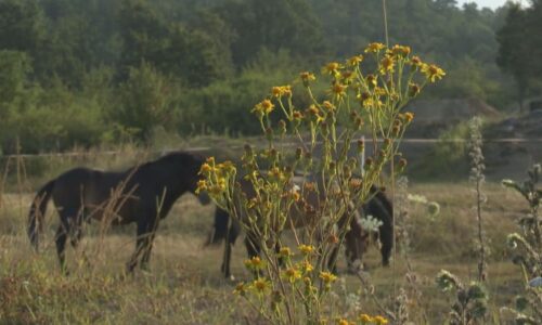 „Žlutá smrt“ zaplavila Plzeňsko. Prudce jedovatá rostlina zabíjí koně, nebezpečná je i lidem