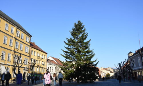 Hľadáme vianočný strom pre Mierové námestie