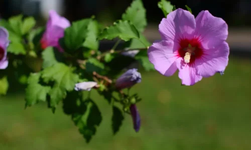 Ibištek sýrsky – ako na pestovanie tejto tropickej rastliny?