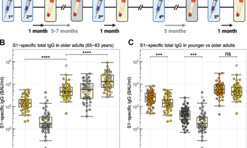 Národní holandská studie: Více dávek vakcíny mRNA vede ke zvýšení IgG4. Jaké jsou účinky?