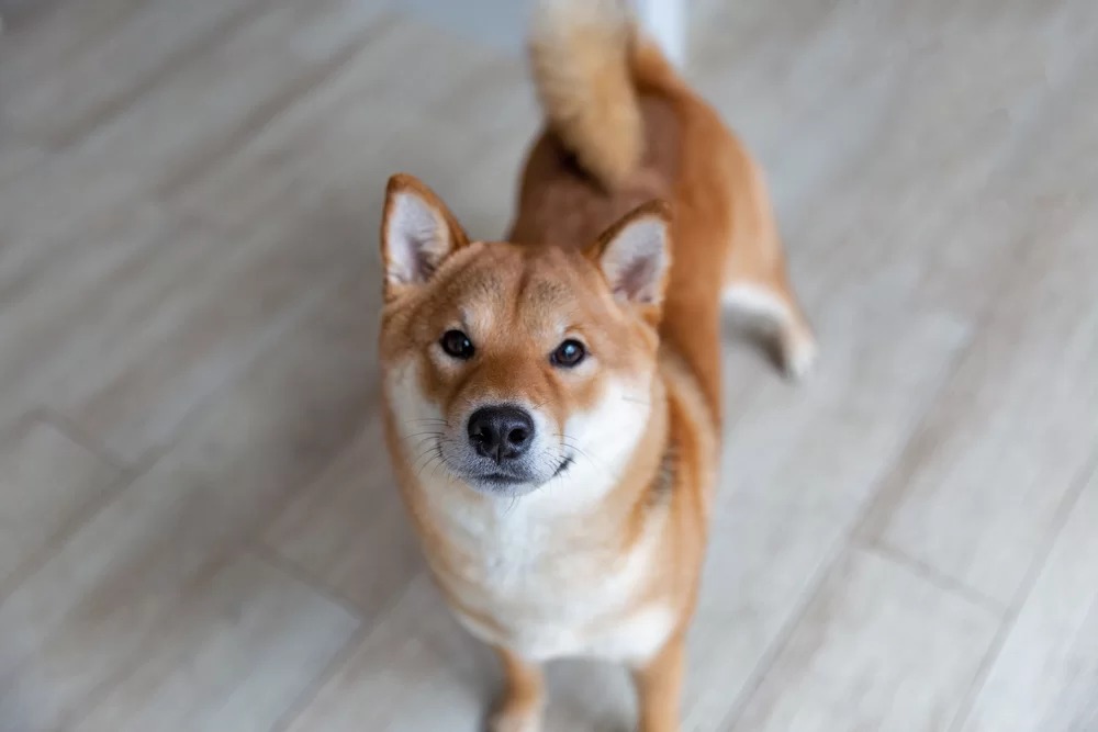 Shiba inu – čo treba vedieť pred jeho obstaraním