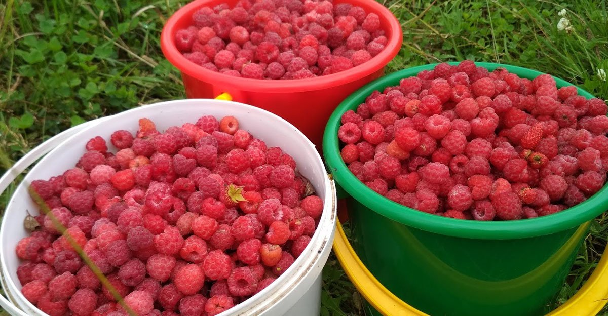 maliny zbieram na vedrá? nesmiem však zabudnúť na jar spraviť tieto dôležité veci, začať treba už skoro Maliny zbieram na vedrá? Nesmiem však zabudnúť na jar spraviť tieto dôležité veci, začať treba už skoro