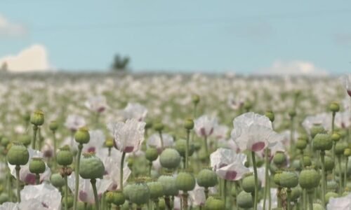 Plná ústa Green Dealu a mák dovážíme z Austrálie, říká expert. Ten český míří do Ruska