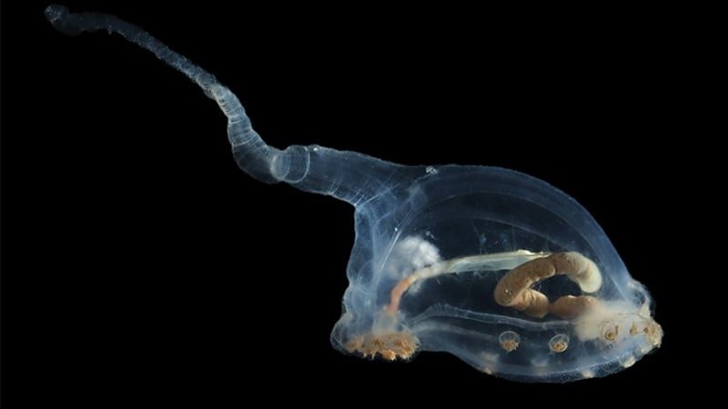 obrazem: temné hlubiny oceánu odkryly svá tajemství. některé tvory vědci spatřili poprvé OBRAZEM: Temné hlubiny oceánu odkryly svá tajemství. Některé tvory vědci spatřili poprvé